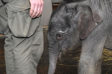 Elefanten-Baby Jamuna Toni