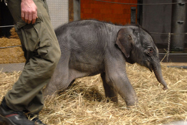 Elefanten-Baby Jamuna Toni