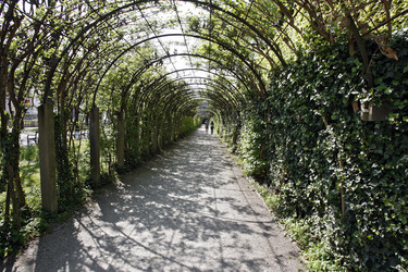 Efeu bewachsener Weg