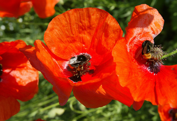 Mohnblumen mit Hummeln