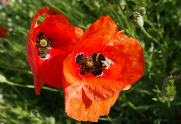 Mohnblumen mit Hummel und Biene