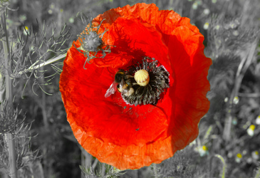 Mohnblume mit Hummel