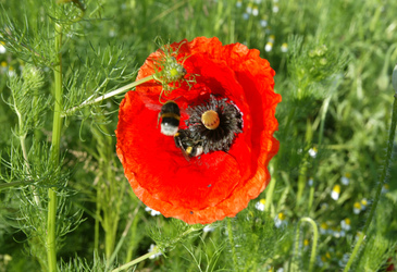 Mohnblume mit Hummeln
