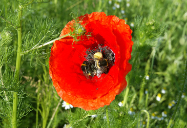 Mohnblume mit Hummeln