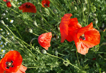 Mohnblumen mit Hummeln