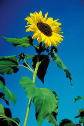 Sonnenblume