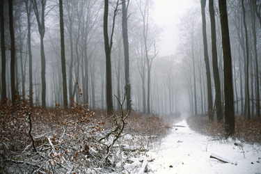 Verschneiter Waldweg