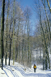 Winterwald