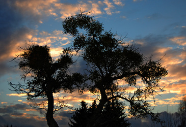 Apfelbaum mit Misteln