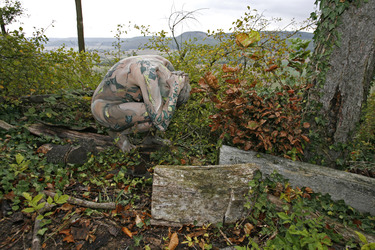 Efeu auf Stein / Ivy on Rock