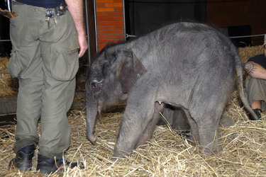 Elefanten-Baby Jamuna Toni