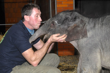 Elefanten-Baby Jamuna Toni