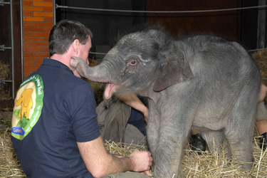 Elefanten-Baby Jamuna Toni