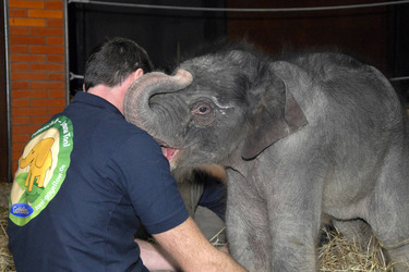 Elefanten-Baby Jamuna Toni