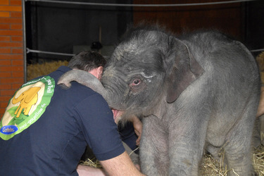 Elefanten-Baby Jamuna Toni