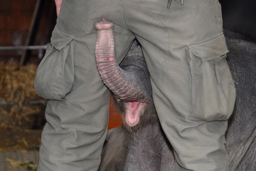 Elefanten-Baby Jamuna Toni