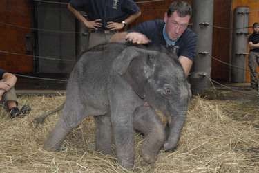 Elefanten-Baby Jamuna Toni