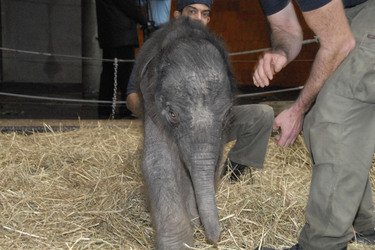 Elefanten-Baby Jamuna Toni