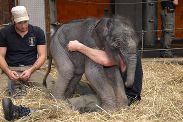 Elefanten-Baby Jamuna Toni