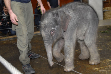 Elefanten-Baby Jamuna Toni