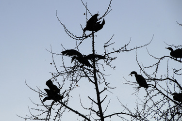 Vögel im Baum an den Kaiserlichen Gärten