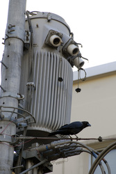 Krähe an Stromverteiler