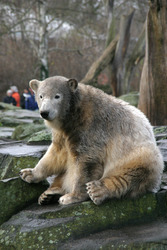 Knut