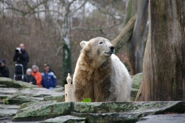 Knut