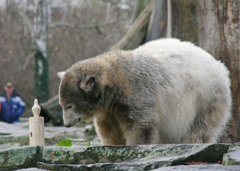 Knut