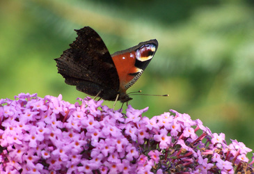 Tagpfauenauge auf Sommerflieder