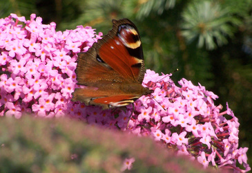 Tagpfauenauge auf Sommerflieder