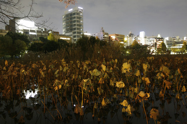 Blick vom Bentendo-Tempel auf den Stadteil Ueno