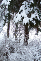 Schneebedeckte Äste