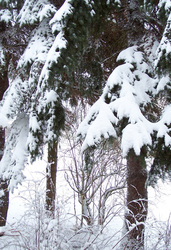 Schneebedeckte Äste