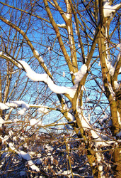 Schneebedeckte Äste