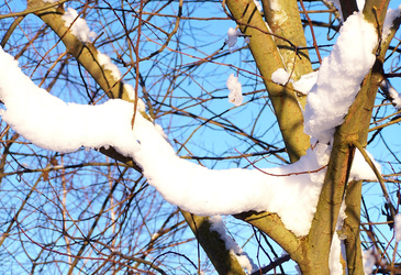 Schneebedeckte Astgabel