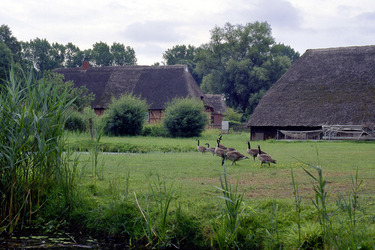 Wildgänse vor historischen Fischerhäusern