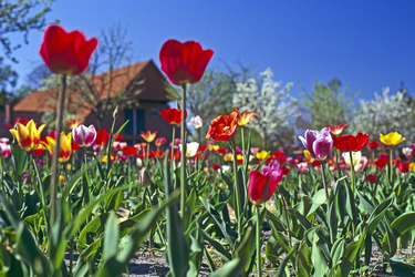 Tulpenfeld vor Bauernhaus und blühenden Obstbäumen