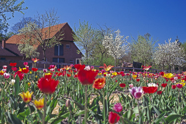 Tulpenfeld vor Bauernhaus und blühenden Obstbäumen