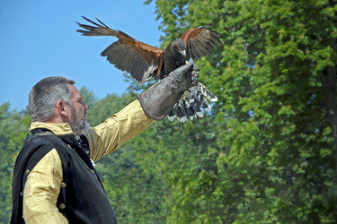 Falkner mit Rotem Milan