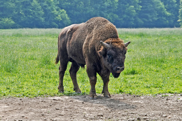 Wisent auf einer Waldlichtung