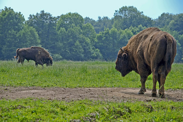 Wisentbullen auf einer Lichtung