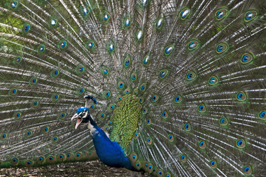 Pfau mit aufgeschlagenem Rad