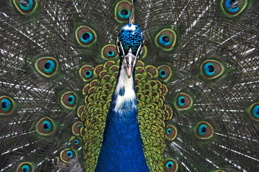 Pfau mit aufgeschlagenem Rad