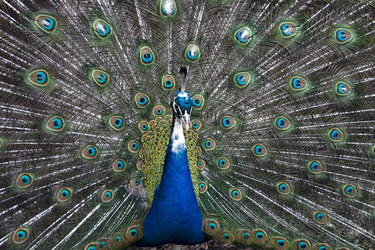 Pfau mit aufgeschlagenem Rad