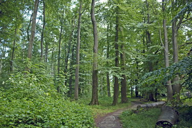 Waldweg in frühlingshaften Buchenwald