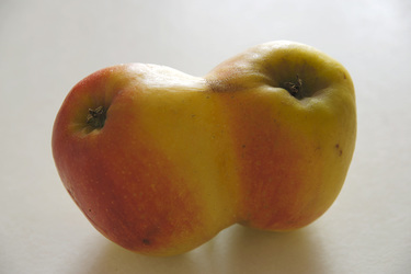 Zwei zusammengewachsene Äpfel