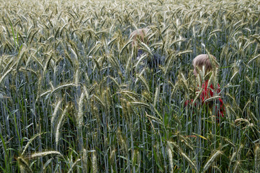 Zwei Kinder laufen durch ein Roggenfeld