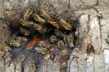 Historischer Bienenstock