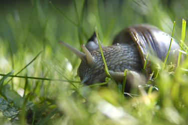 Weinbergschnecke